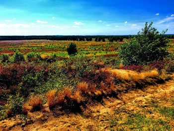 Scenic view of field against sky