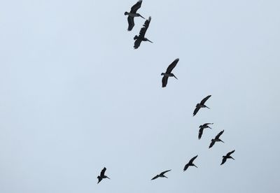 Low angle view of silhouette birds flying against clear sky
