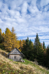 Pine trees in forest against sky