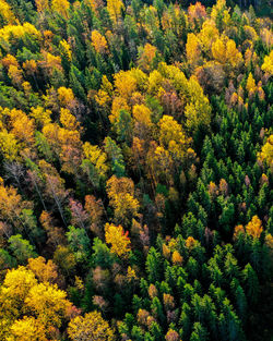 High angle view of flowering trees in forest during autumn