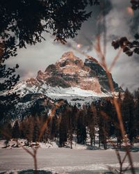 Trees on snow covered land against sky