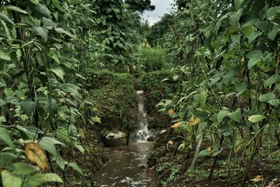 Scenic view of waterfall in forest