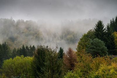 Scenic view of forest against sky