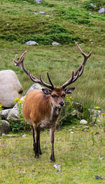 Deer standing on field