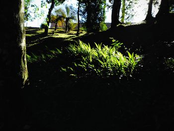 Plants and trees in forest