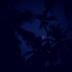 Low angle view of silhouette trees against sky at night