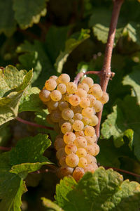 Close-up of fresh plant