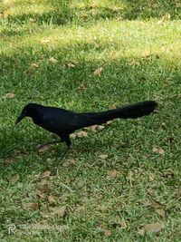 High angle view of bird on field