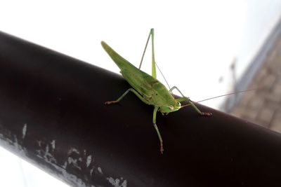 Close-up of grasshopper