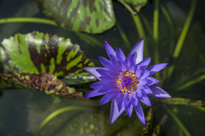 Close-up of purple flowering plant