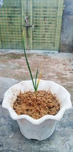 Close-up of potted plant against wall