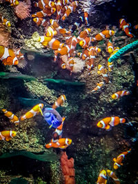 Close-up of fish swimming in sea