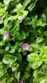 High angle view of pink flowering plant