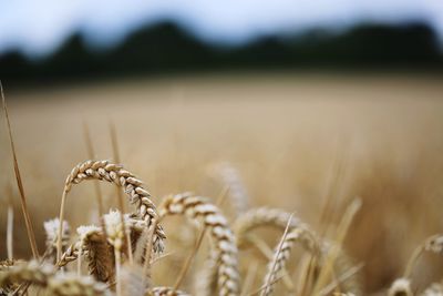 Close-up of stalks in field