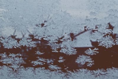 Flock of sheep on snow during winter