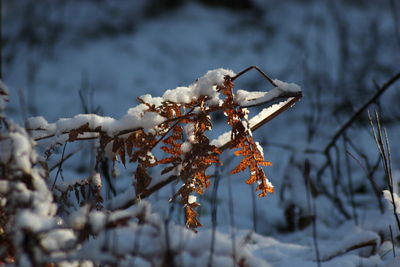 Close-up of snow on plant