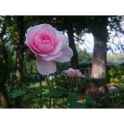 Close-up of pink flower