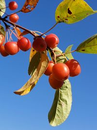 Low angle view of fruits on tree against sky