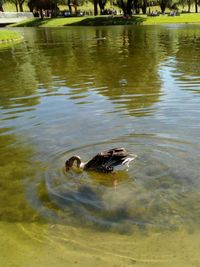 Duck swimming in lake