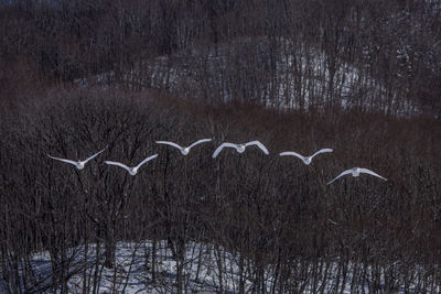 View of birds flying over snow covered land