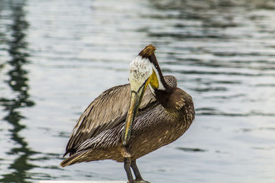 Pelican at lakeshore