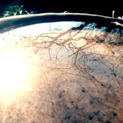 Close-up of tree trunk