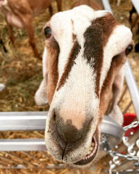 Close-up of horse