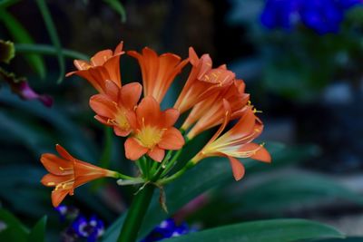 Close-up of orange day lily blooming outdoors