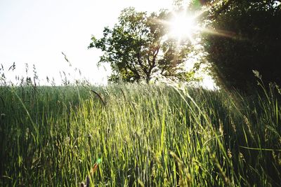 Trees growing on field against bright sun