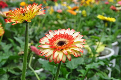 Close-up of orange flower