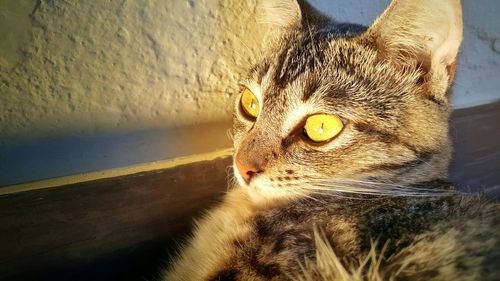 Close-up portrait of a cat