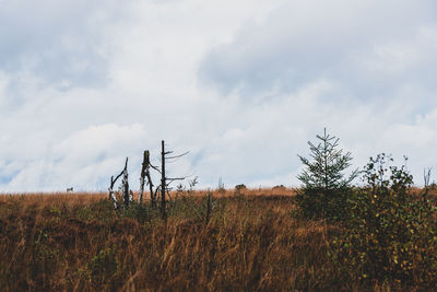 Plants on field against sky