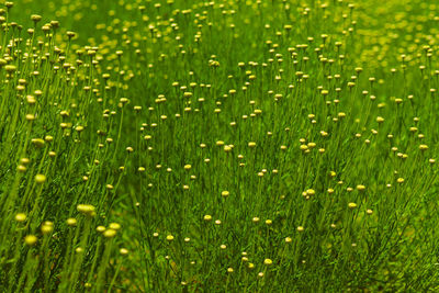 Full frame shot of fresh green field