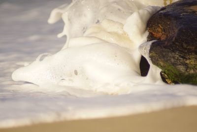 Close-up of crab in snow