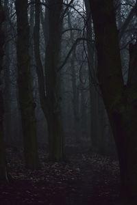 Trees in forest during autumn