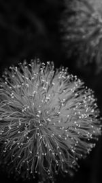 Close-up of flower