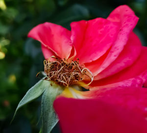 Close-up of pink flower