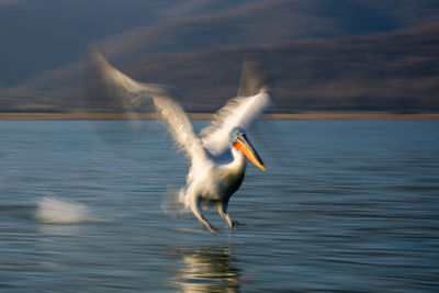 Close-up of pelican on water