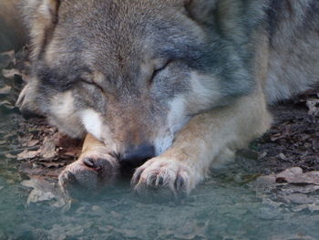 Close-up of dog sleeping