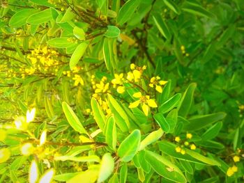 High angle view of plant leaves