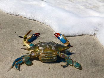 High angle view of crab on beach