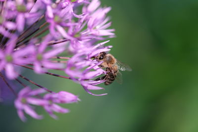 Close-up of bee pollinating on purple flower