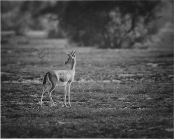 Deer standing on field