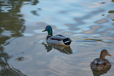 Close-up of duck swimming on lake