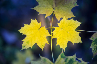 Close-up of yellow maple leaves