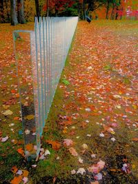 Autumn leaves on tree