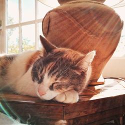 Close-up of cat sleeping