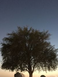 Low angle view of trees against clear sky