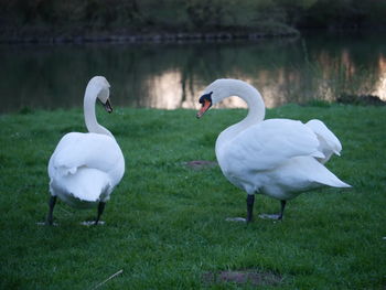 Swans on field by lake