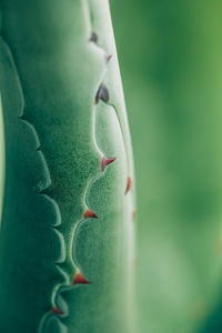 Macro shot of succulent plant